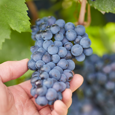 Eine Hand hält einen dichten Traubenstrauß mit blauen Beeren, umgeben von grünen Blättern im Hintergrund.