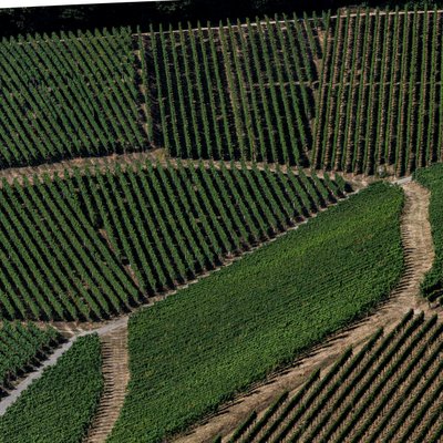 Eine weitläufige Weinlandschaft mit perfekt angeordneten Reben, die in verschiedenen Grüntönen leuchten.